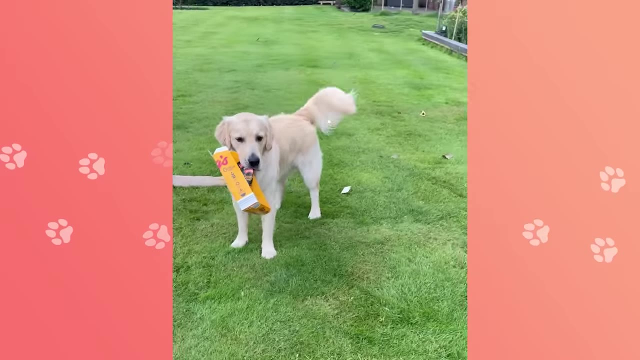 A golden retriever stands on a green lawn holding a yellow cardboard box in its mouth.