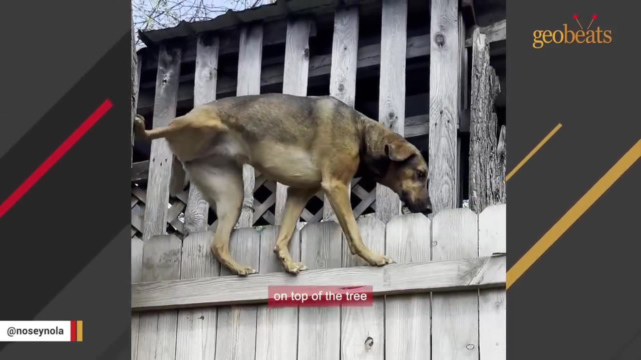 A brown dog carefully balances and walks along the top edge of a wooden fence.