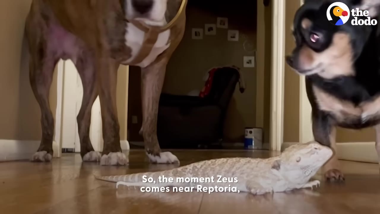 A small black and tan Chihuahua stands protectively over a bearded dragon on a wooden floor, while a larger brindle dog stands in the background.