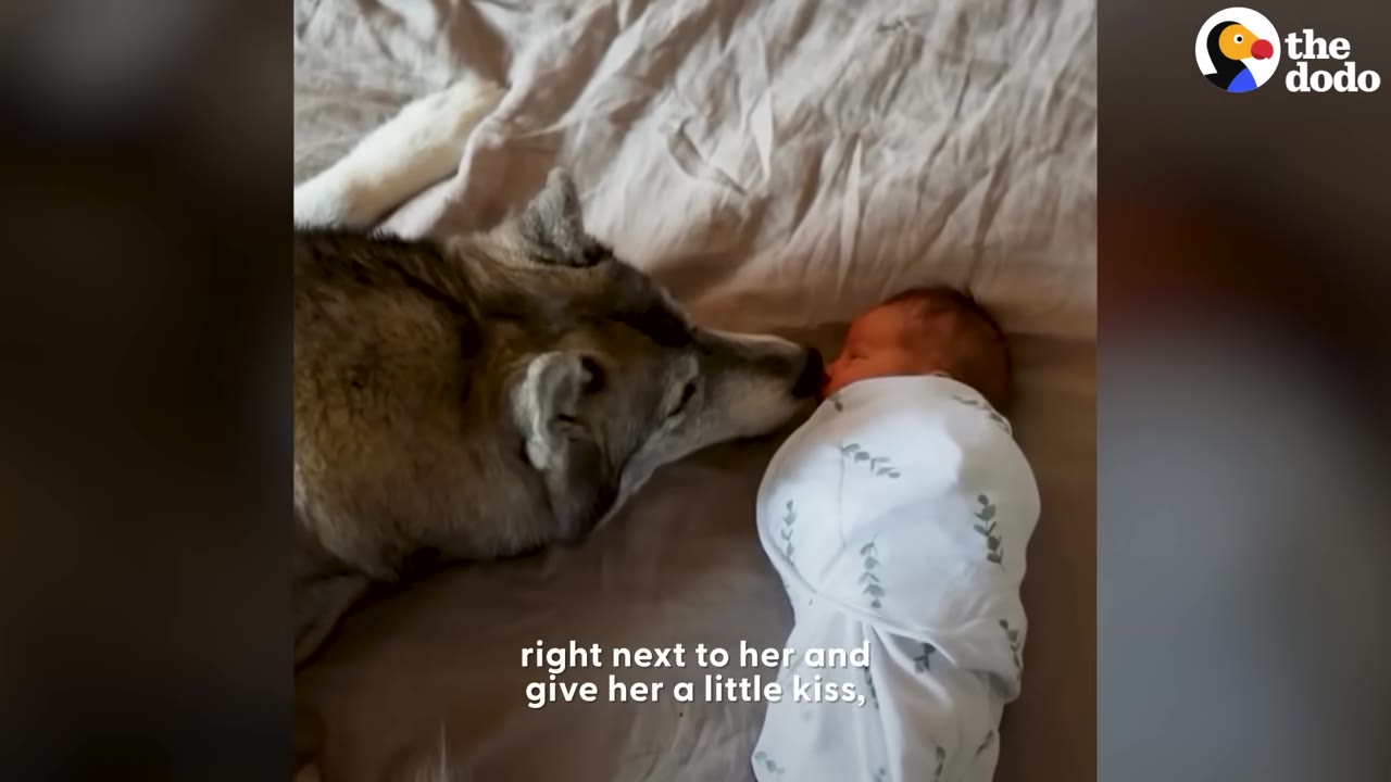 A husky dog lies on a bed next to a swaddled newborn baby, gently touching its nose to the baby's face.
