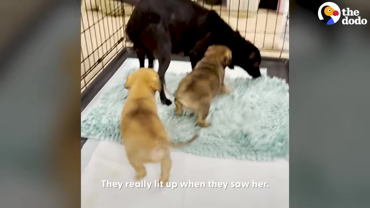 A black mother dog stands in a pen with two small, light-brown puppies who are excitedly approaching her on a light blue rug.