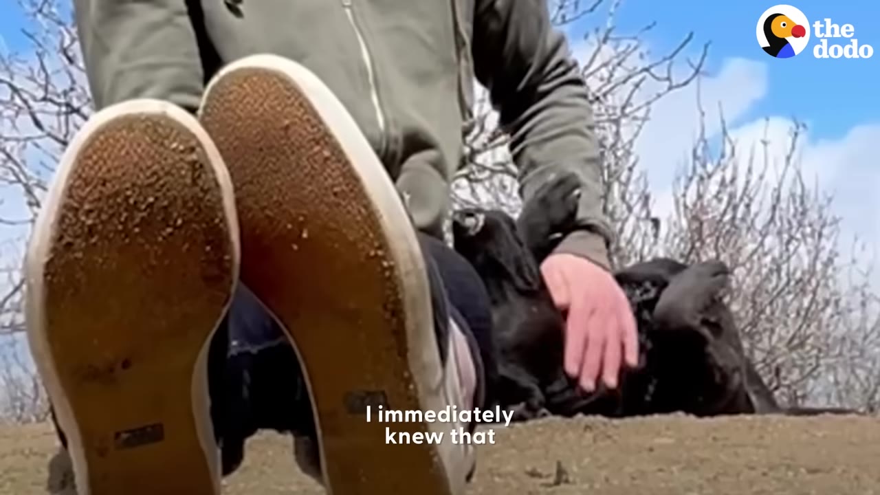 A black dog rolls onto its back in surrender and trust next to a person sitting on the ground outdoors.