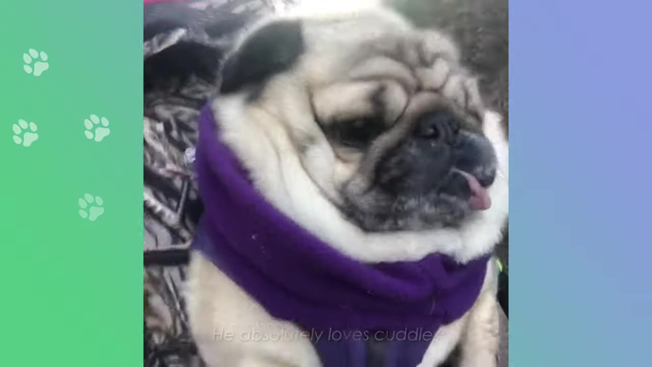 A close-up shot of a pug wearing a purple fleece neck warmer, with its tongue slightly sticking out.