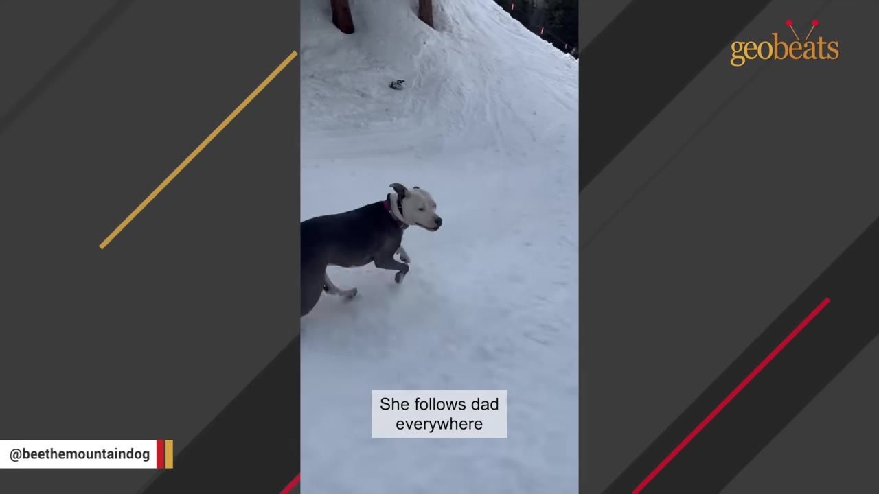 A grey and white dog runs through the snow, with a text overlay that reads 'She follows dad everywhere'.