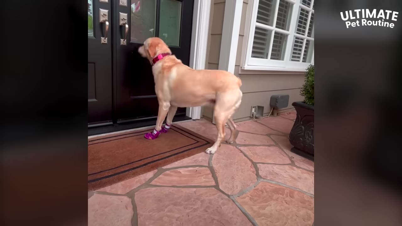 A yellow Labrador retriever wearing pink booties stands on a stone porch, waiting expectantly in front of a closed dark double door.