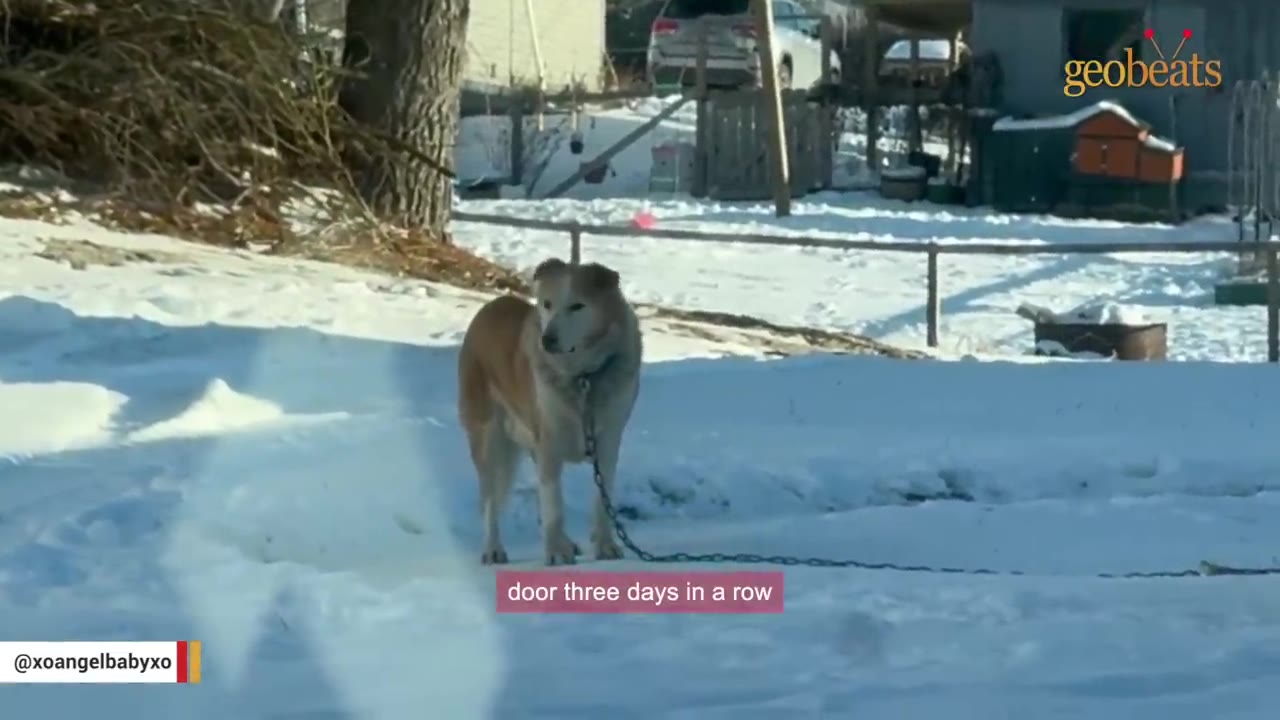 A medium-sized tan and white dog stands chained in a snowy yard, looking off to the side.
