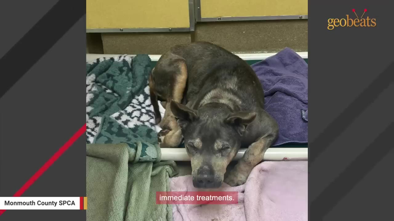 A sick, weak-looking grey dog lying down on blankets and towels inside an animal shelter.