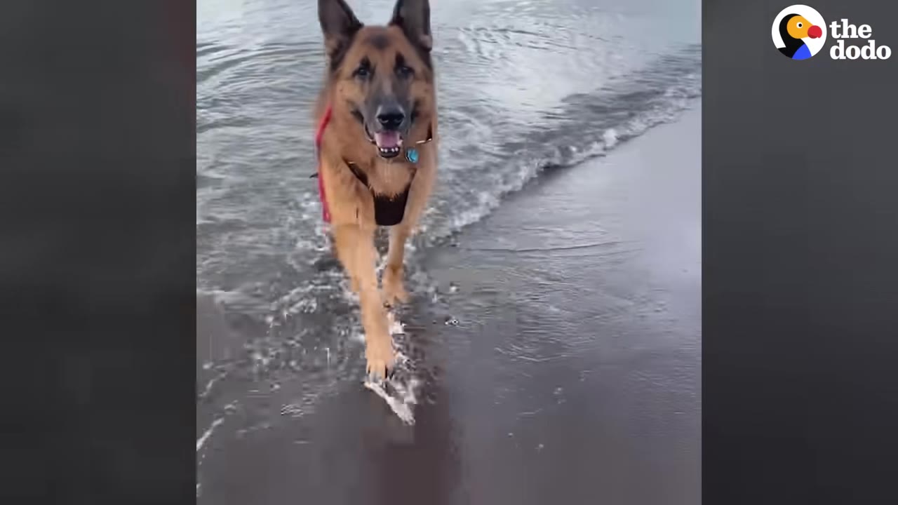 A German Shepherd wearing a harness walks through shallow water on a sandy beach, looking directly at the camera with a happy expression.