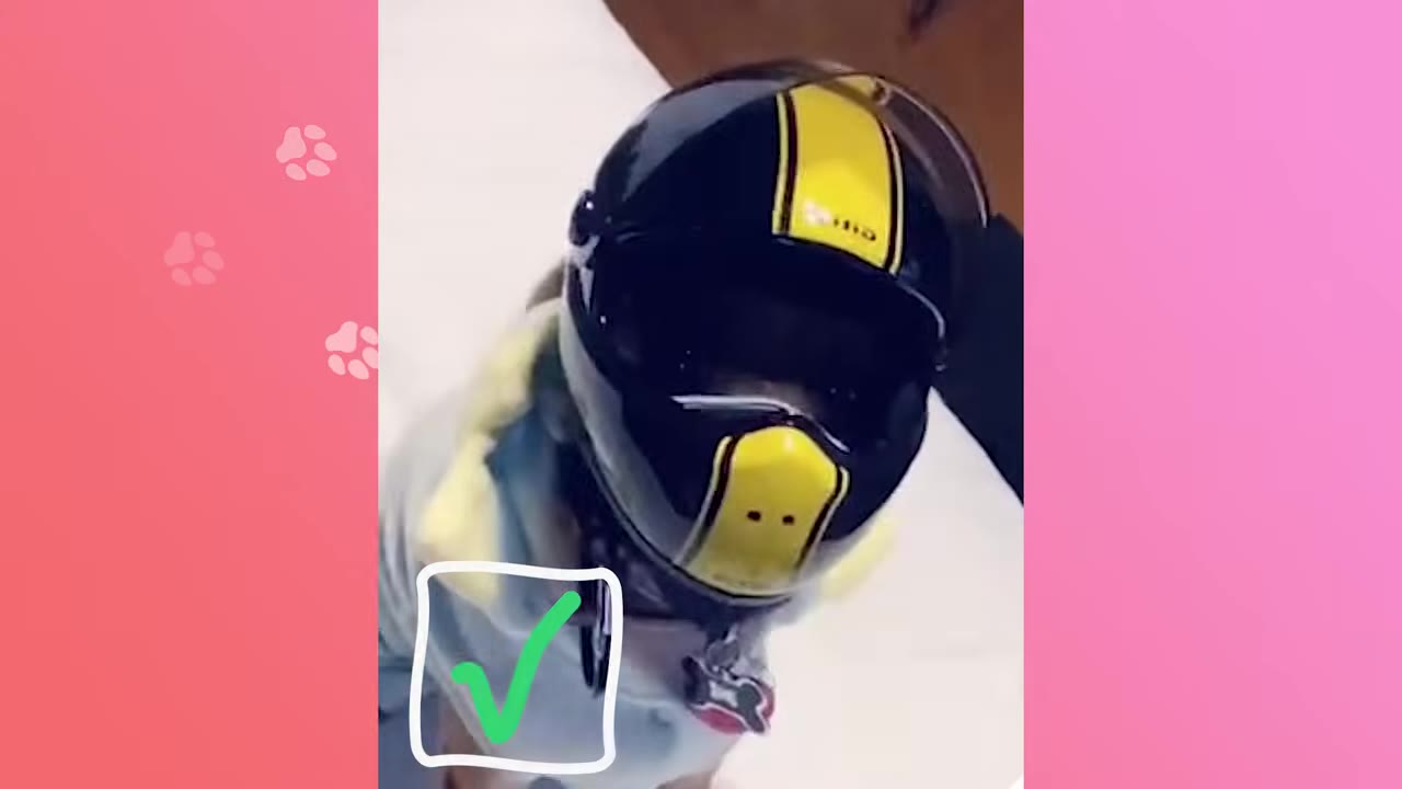 A small dog wearing a black and yellow motorcycle helmet with a clear visor.