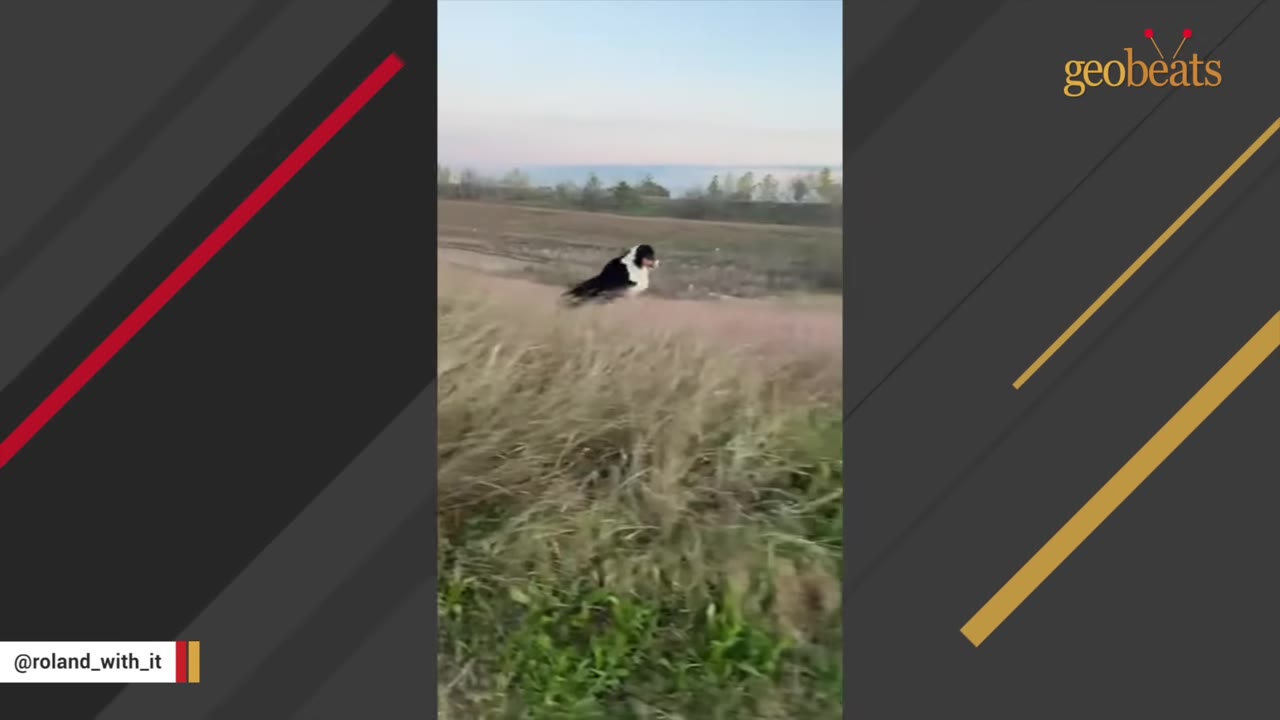 A black and white dog sliding low to the ground along a grassy path.