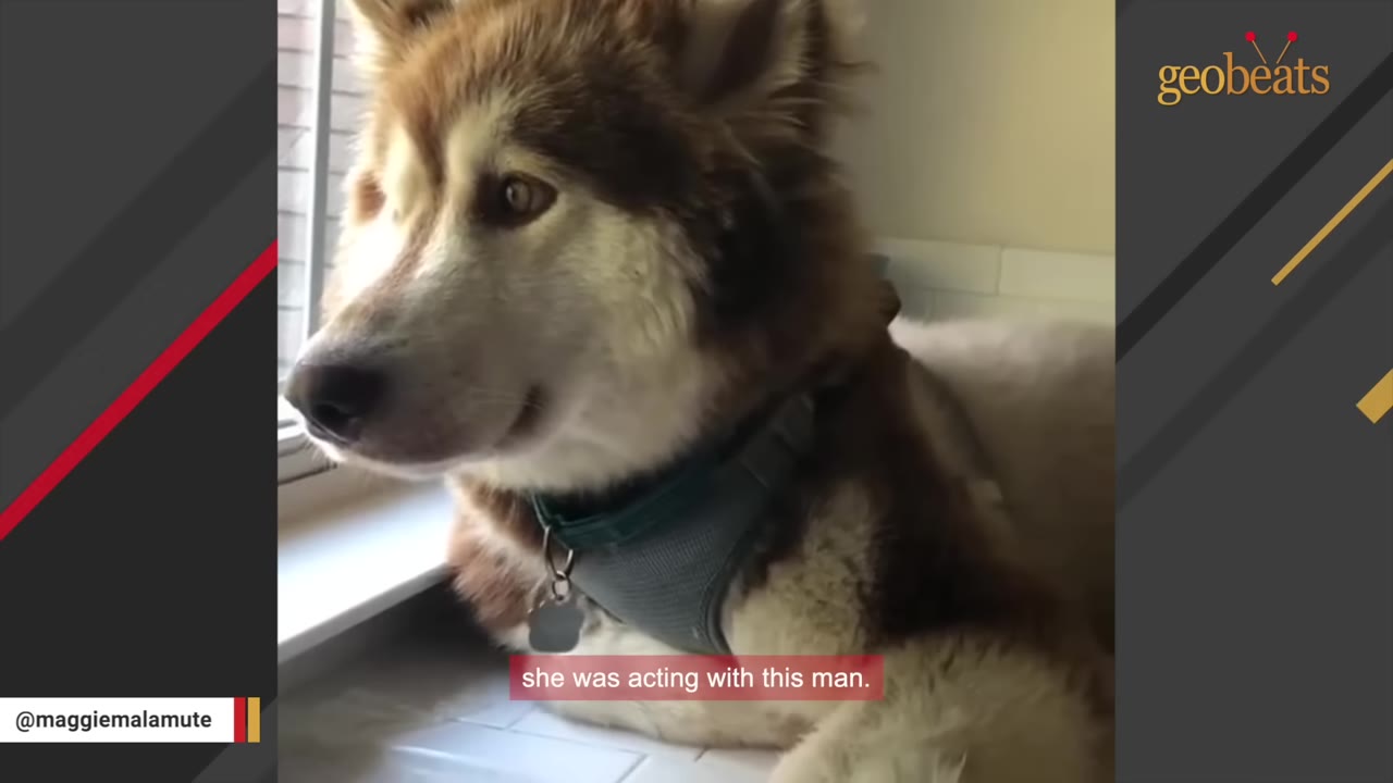 A brown and white Alaskan Malamute wearing a harness looks intently out of a window.