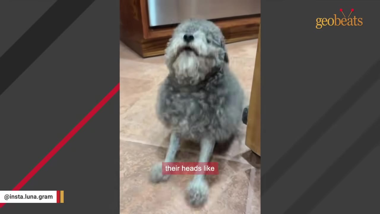 A small, fluffy grey dog with thin legs sits on a tiled floor, looking up with its head tilted.