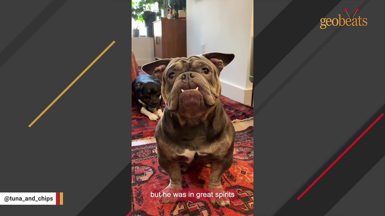 A brown and tan bulldog sits upright on a red patterned rug, looking directly at the camera with an alert expression.
