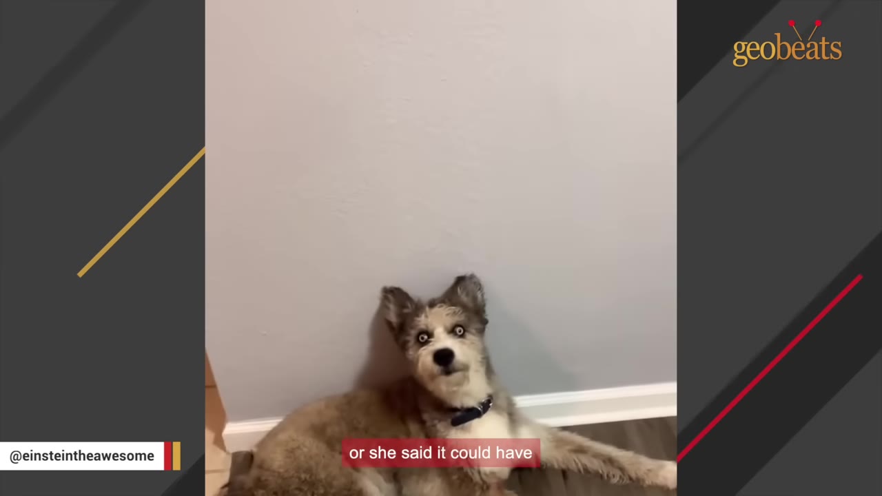 A fluffy grey and white dog with striking blue eyes lies on the floor against a grey wall, looking up with an alert expression.