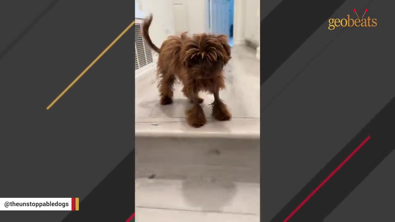 A small, fluffy brown dog stands at the top of a short flight of indoor stairs, looking forward with a slightly wide stance.