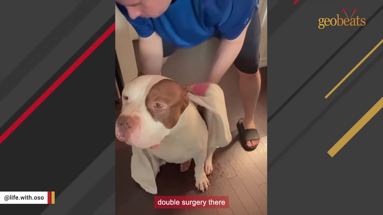 A white and brown pit bull sits on a wooden floor with a white towel draped over its back as a person in a blue shirt stands behind it.