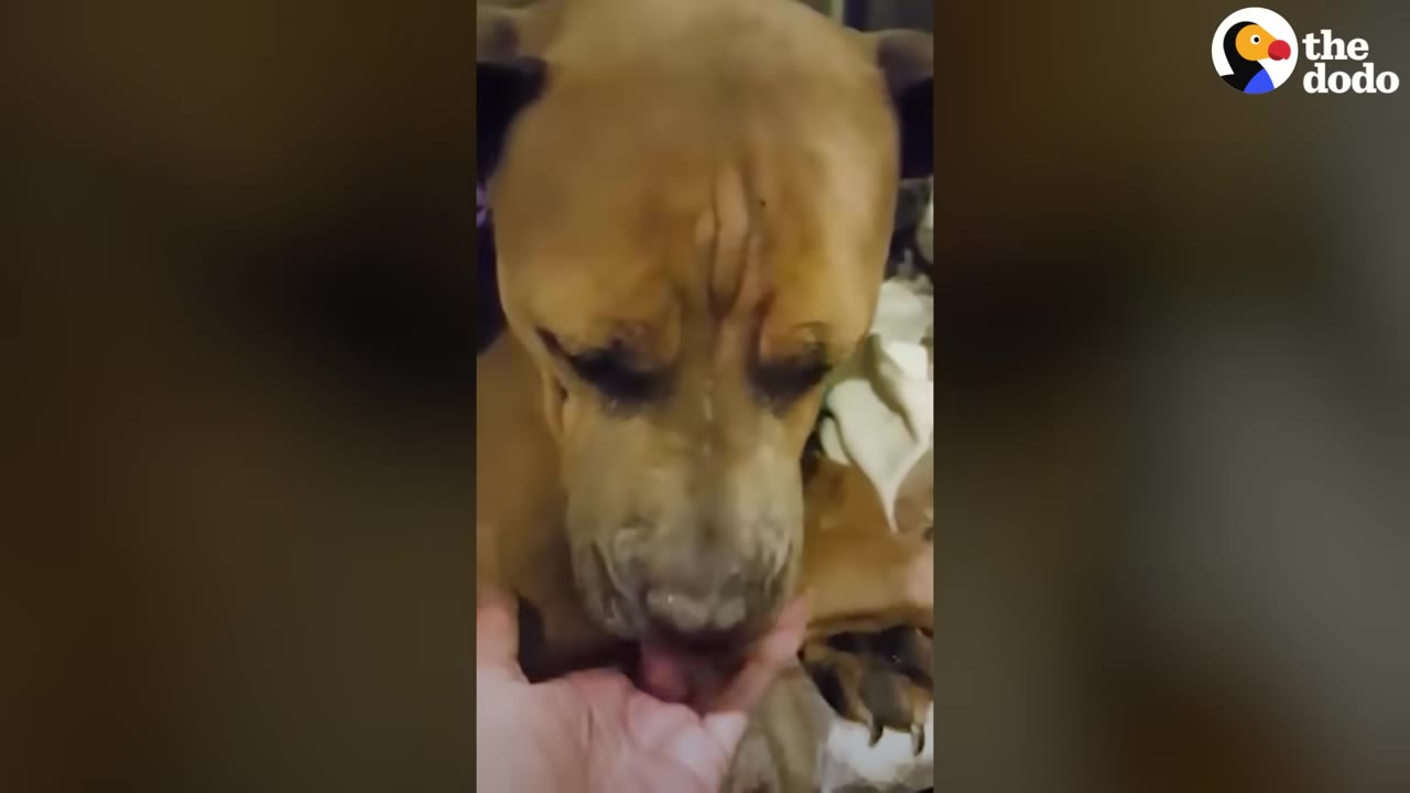 A close-up shot of a brown dog with a wrinkled forehead resting its chin in a person's hand.