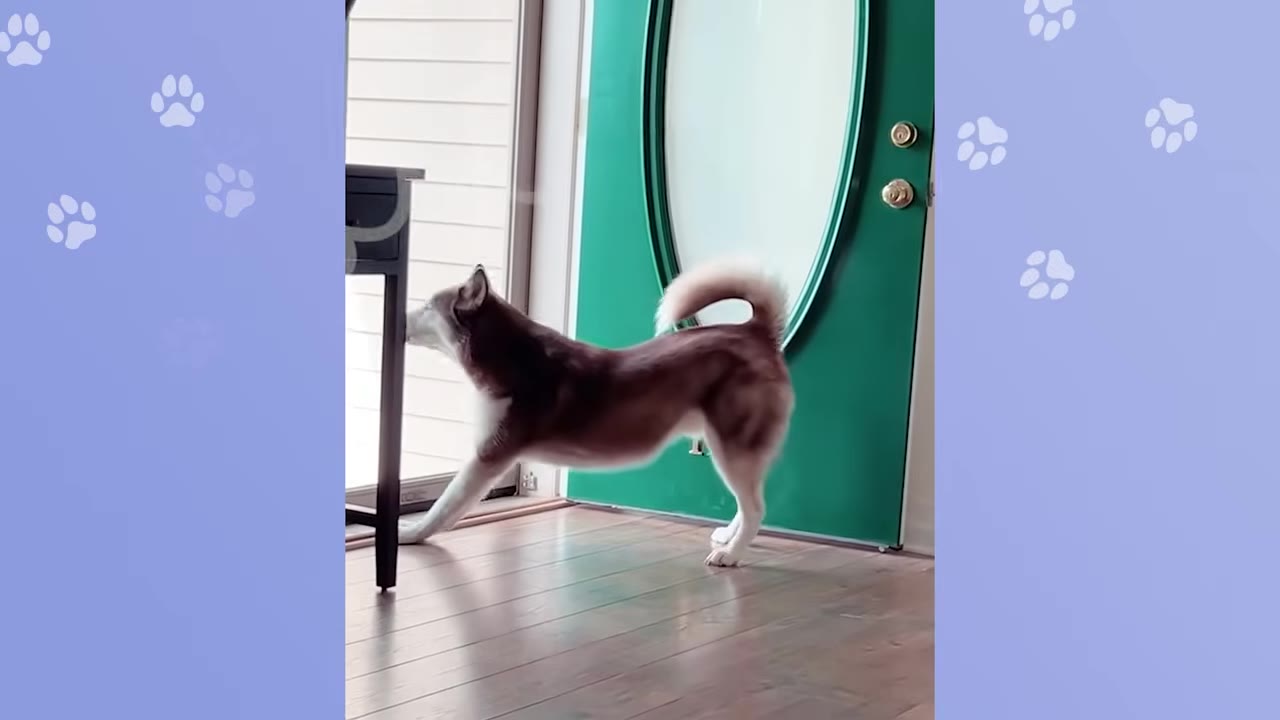A brown and white husky stands on its hind legs, looking out of a glass door next to a green front door.