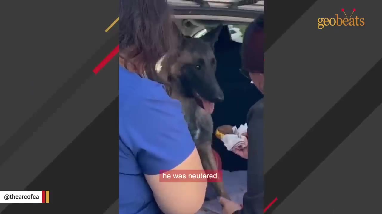 A German Shepherd dog looks alertly from the back of a vehicle while being attended to by a person in blue scrubs and another person.