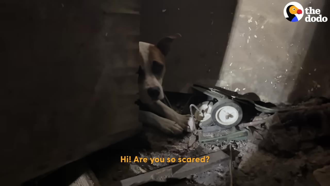 A brown and white dog peeks out from behind a wall in a dark, debris-filled basement.