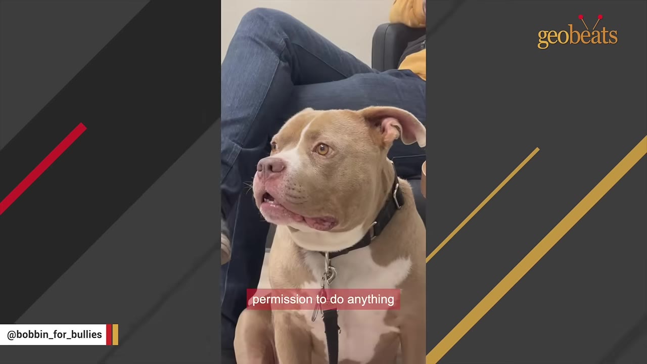 A tan and white pit bull mix sits quietly, looking up with wide, attentive eyes as if waiting for a command.