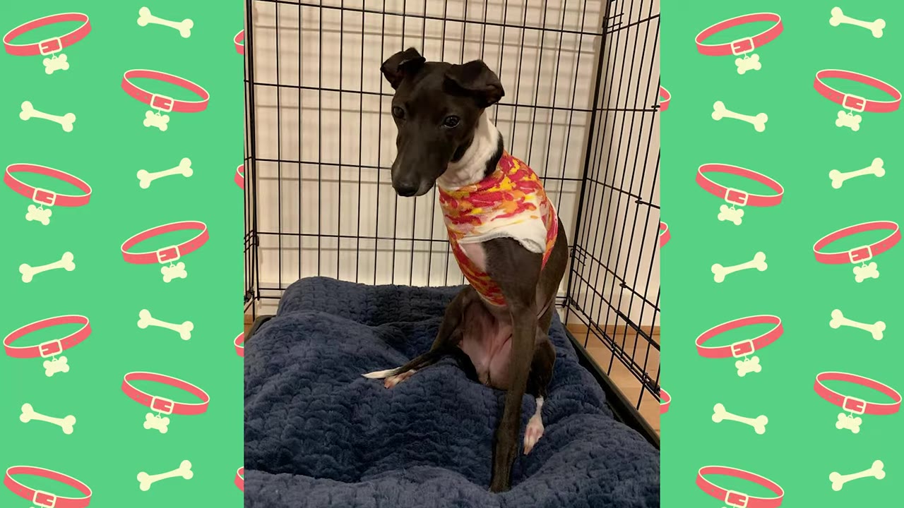 A small black and white dog wearing a colorful bandage wrap sits on a blue cushion inside a wire crate.