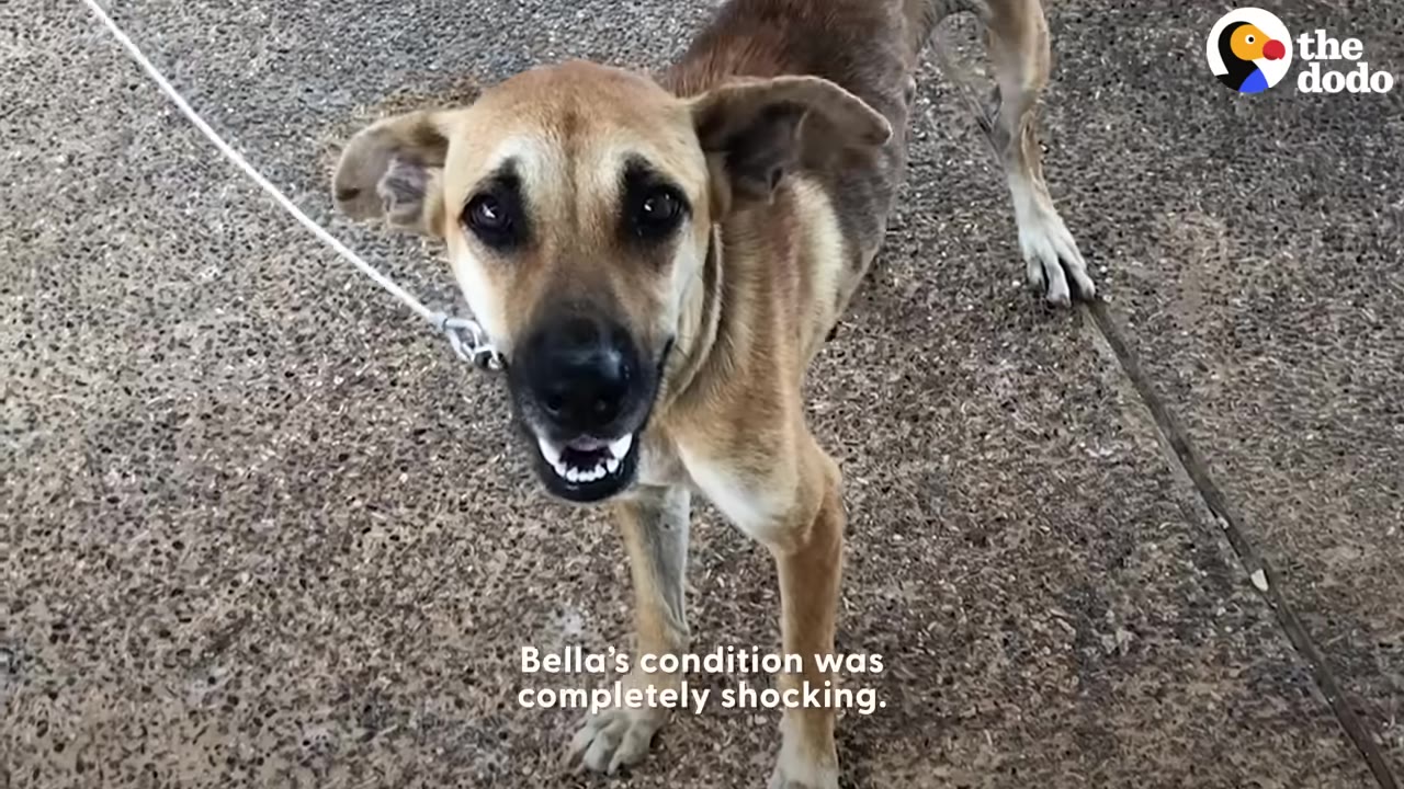 A thin brown and black dog stands on a paved surface, looking up at the camera with a leash attached to its collar.