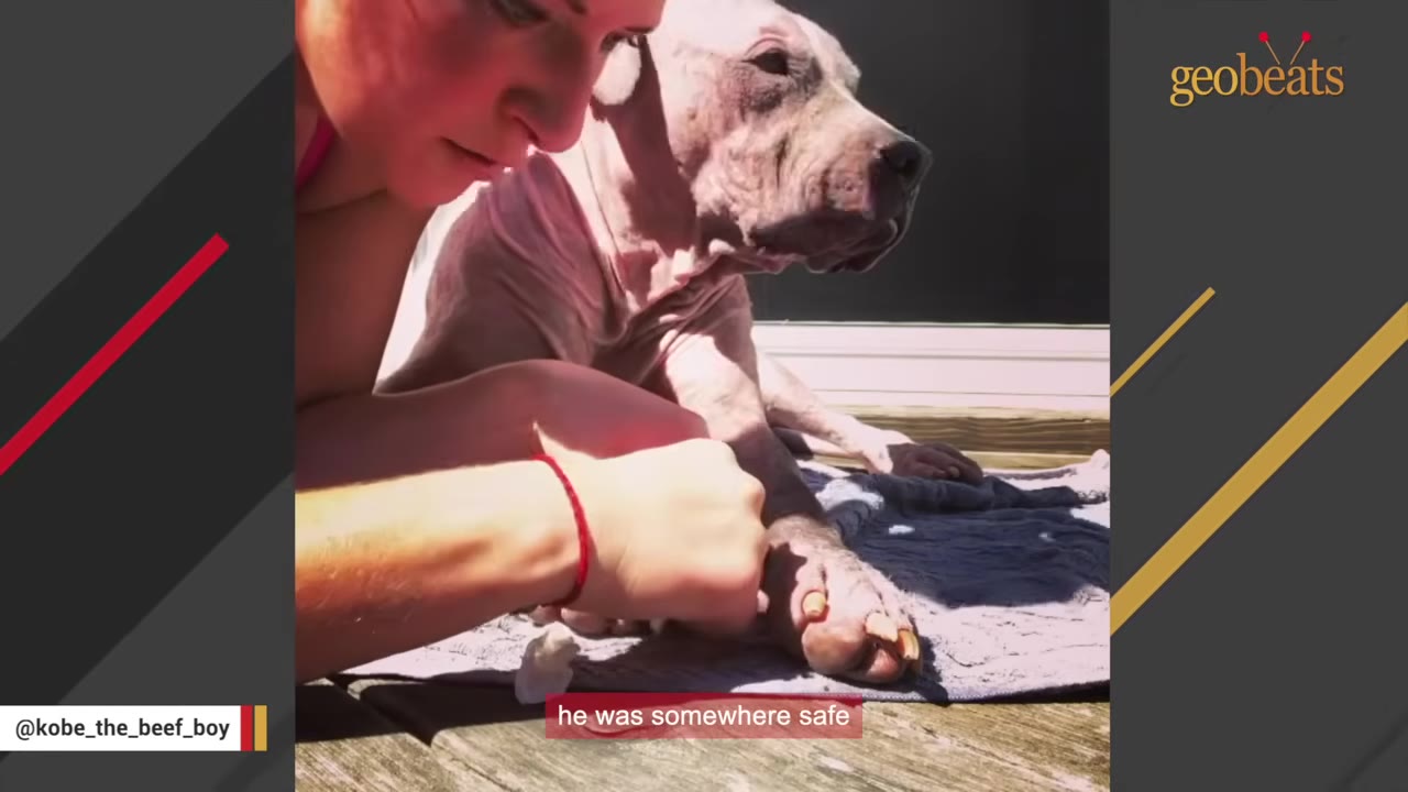 A woman gently cleans the paw of a hairless dog with a cotton pad as it lies on a towel outside.
