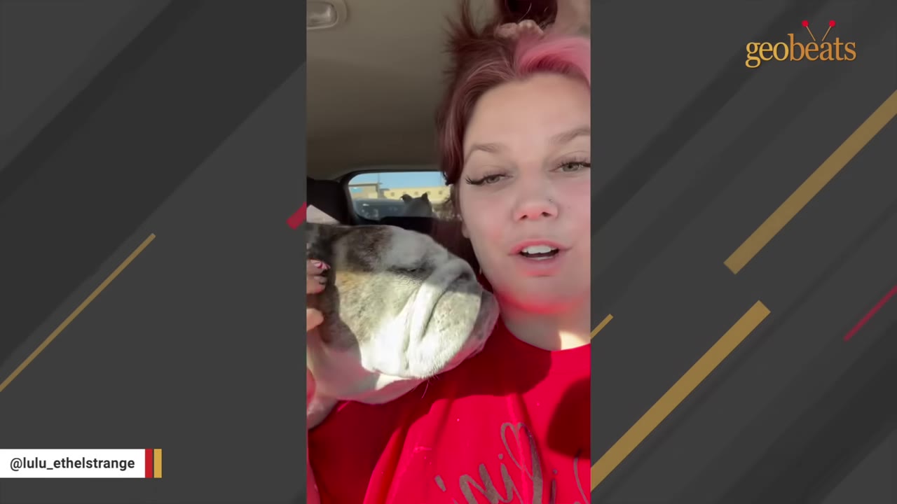 A woman with pink hair smiles as a brindle and white bulldog rests its head snugly against her chest inside a car.