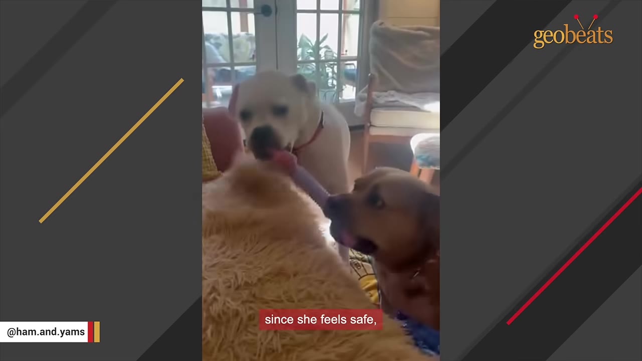 A white dog and a brown dog playfully interact with a toy indoors.