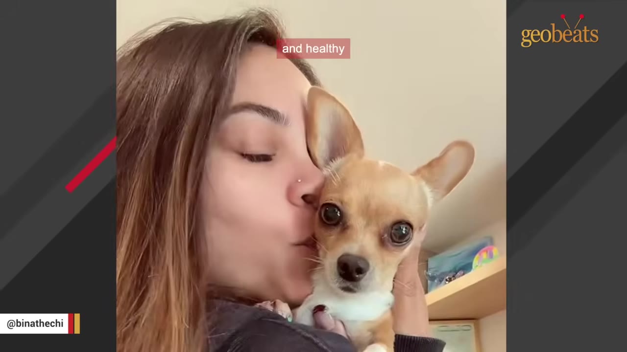 A close-up shot of a woman kissing a small, healthy-looking tan chihuahua on the cheek.