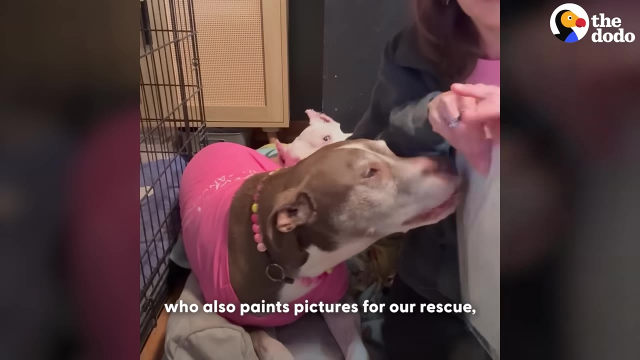 A brown and white dog wearing a pink shirt and a colorful beaded collar looks up affectionately at a person who is petting her.