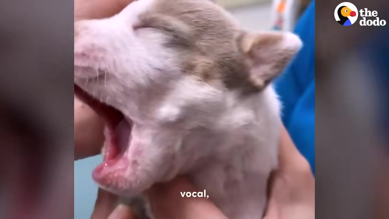 A close-up of a small tan and white puppy with its mouth wide open as if vocalizing or yawning, held in someone's hands.