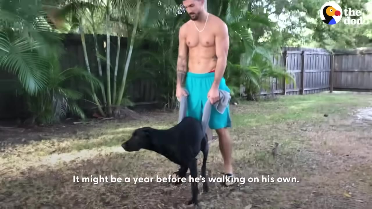 A shirtless man in teal shorts uses a grey sling to support the hind legs of a black dog as it tries to walk on the grass.