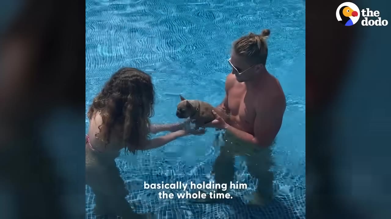 A man and a woman stand in a blue swimming pool, carefully holding a small French bulldog puppy between them.