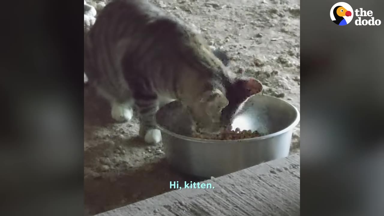 A tabby cat with white paws eats food from a large metal bowl on a dirt floor.