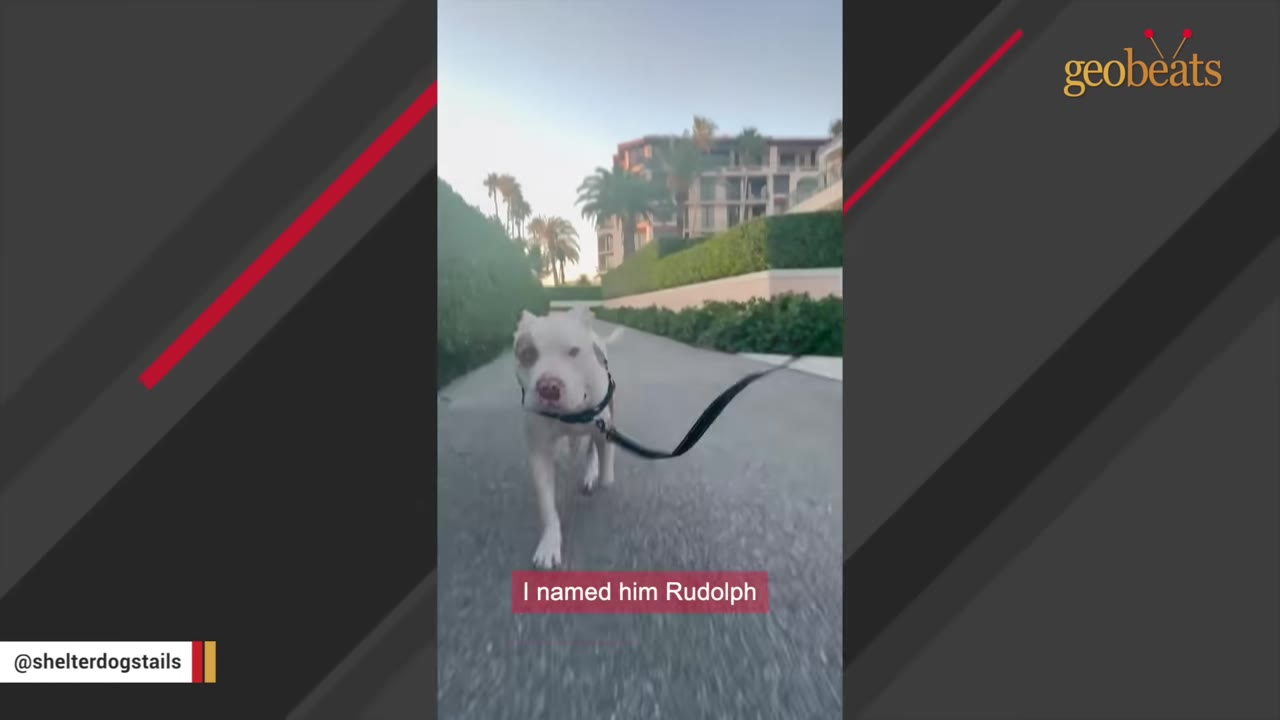 A white and brown dog named Rudolph walking on a leash outdoors with text overlay reading 'I named him Rudolph'.