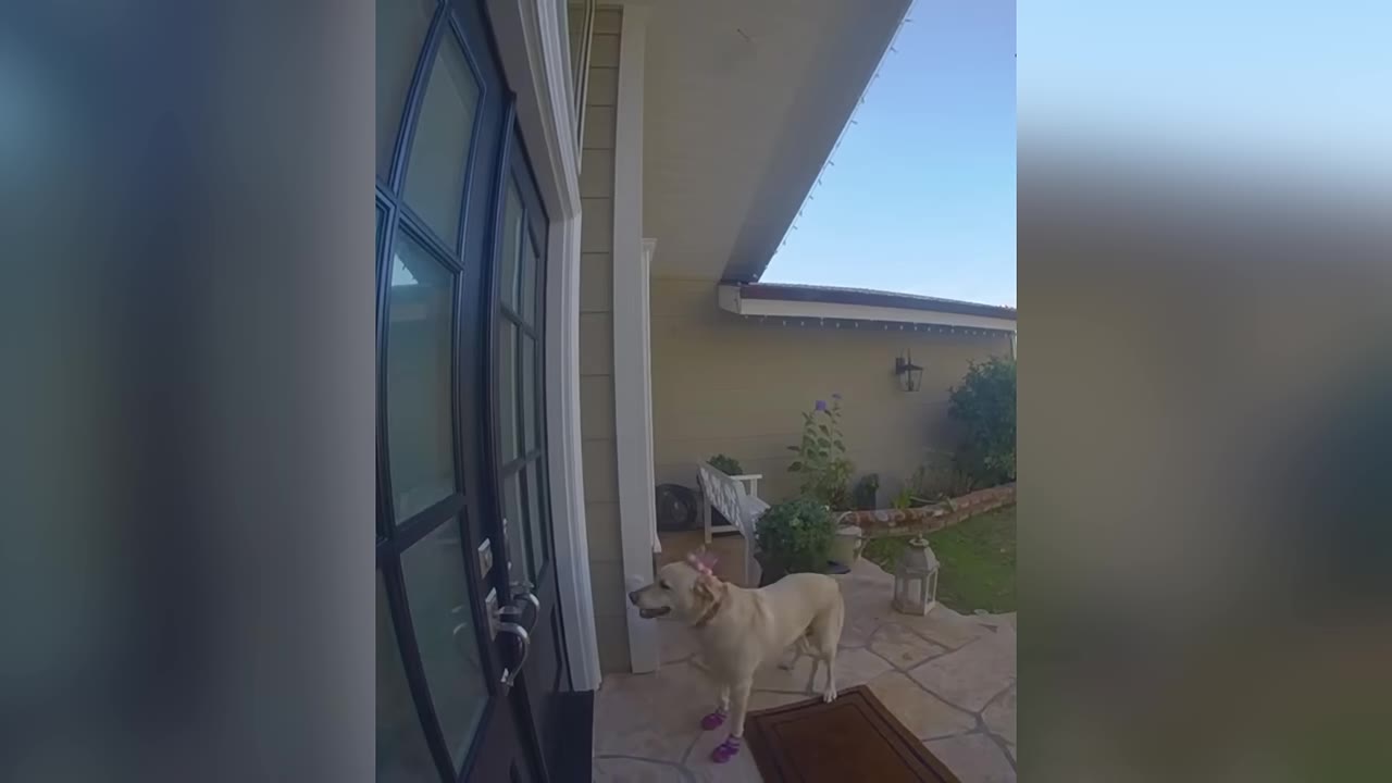 A light-colored dog wearing pink booties stands on a stone patio outside a dark front door, waiting patiently.