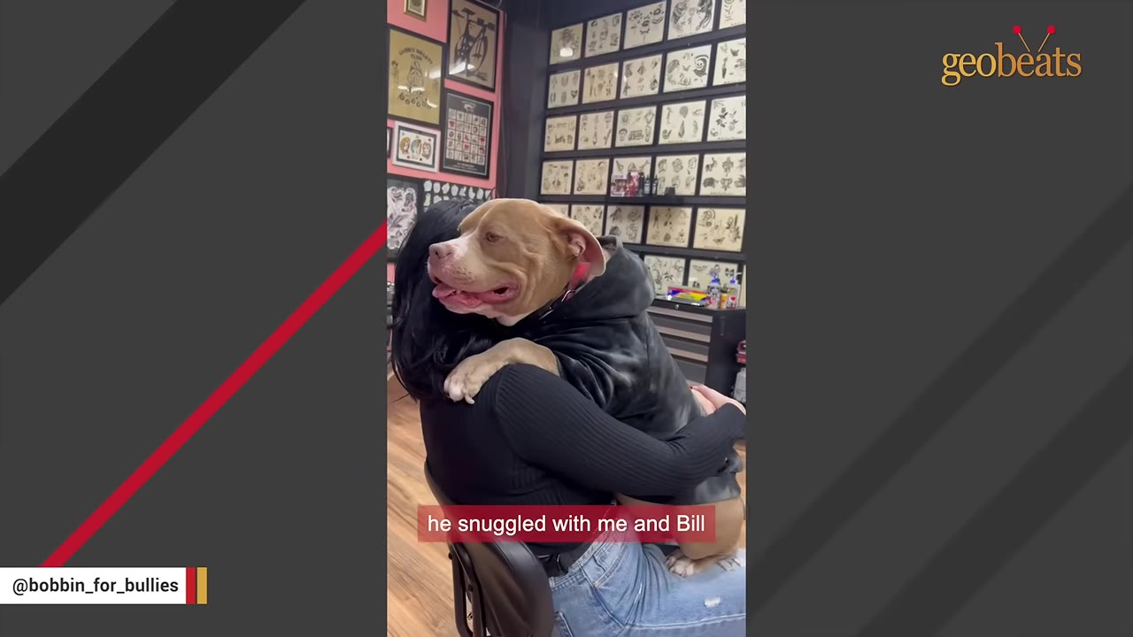A tan and white pit bull wearing a dark hoodie hugs a woman from behind, resting its paw on her shoulder as she sits in a chair.
