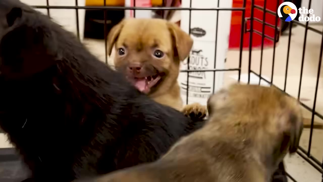 A happy brown puppy looks up with an open mouth next to a larger black dog inside a wire crate.