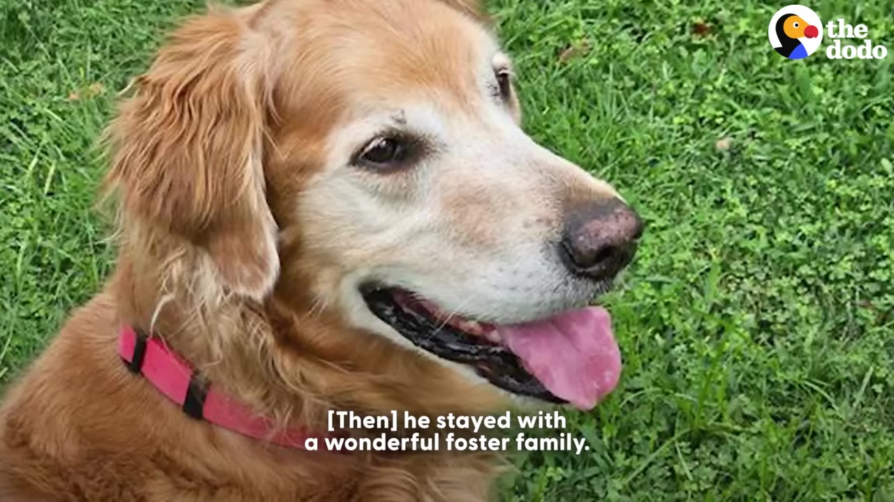 A close-up shot of a golden retriever with a pink collar sitting on green grass, looking off-camera with its tongue out.