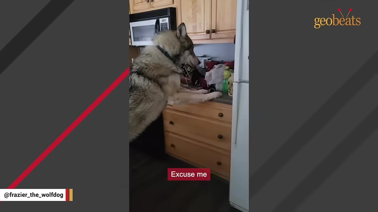 A large wolfdog standing on its hind legs with its front paws resting on a kitchen counter, looking at items near the sink.