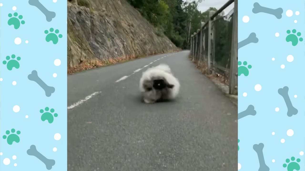 A fluffy, long-haired Pekingese dog trotting down the center of an asphalt road outdoors.