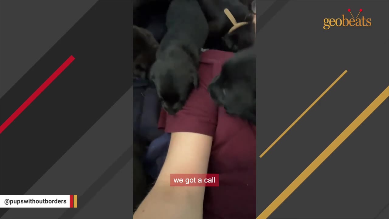 A close-up shot of small black puppies climbing on a person's arm and shoulder, with a text overlay that reads 'we got a call'.