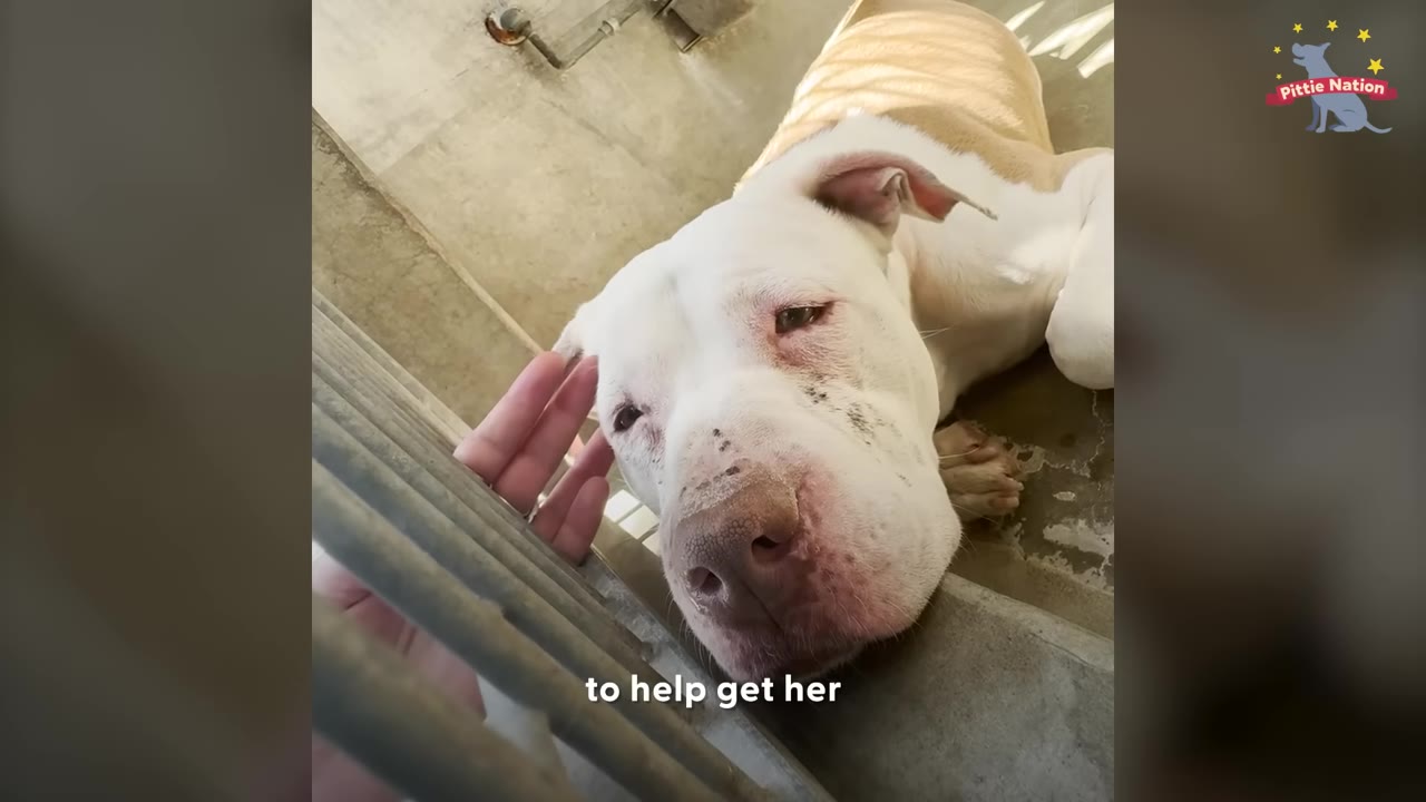 A white and tan dog lies on a concrete floor inside a shelter kennel, looking sad as a person's hand reaches through the metal bars to gently pet its head.