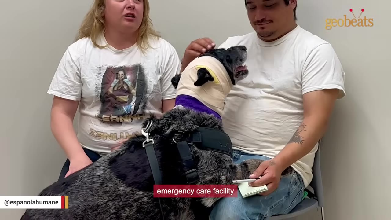 A man and a woman sit with their dog, whose head is wrapped in thick bandages, inside a clinic.