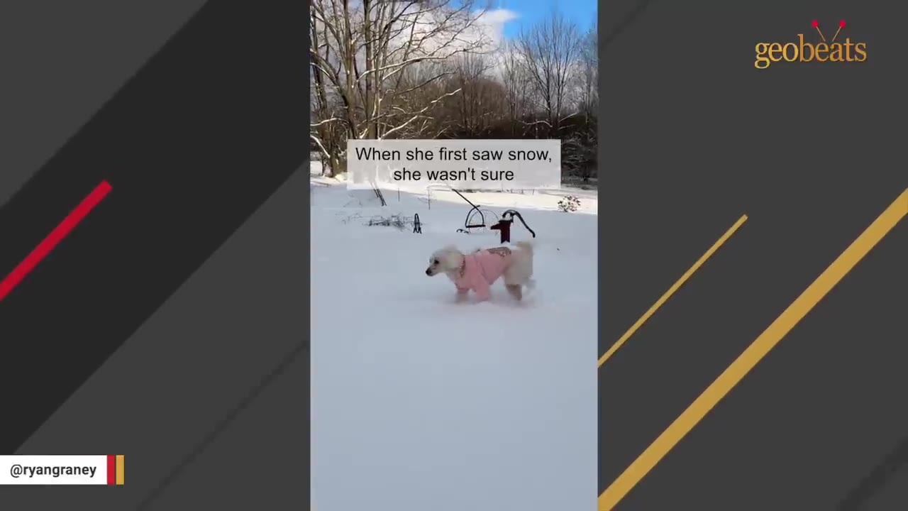 A small white dog wearing a pink coat walks through deep snow in a backyard with bare trees in the background.