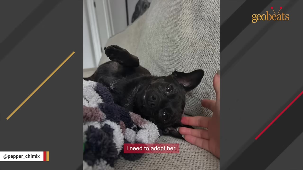 A small black dog lies on its back on a grey couch next to a blanket, looking up affectionately as a person's hand gently pets its head.