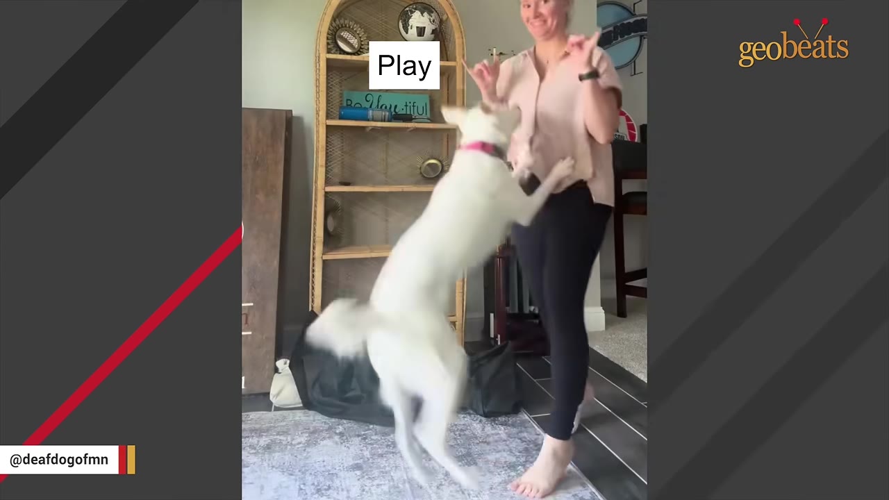 A white dog jumping up on its hind legs towards a smiling woman who is making a hand sign, with a text overlay that reads 'Play'.