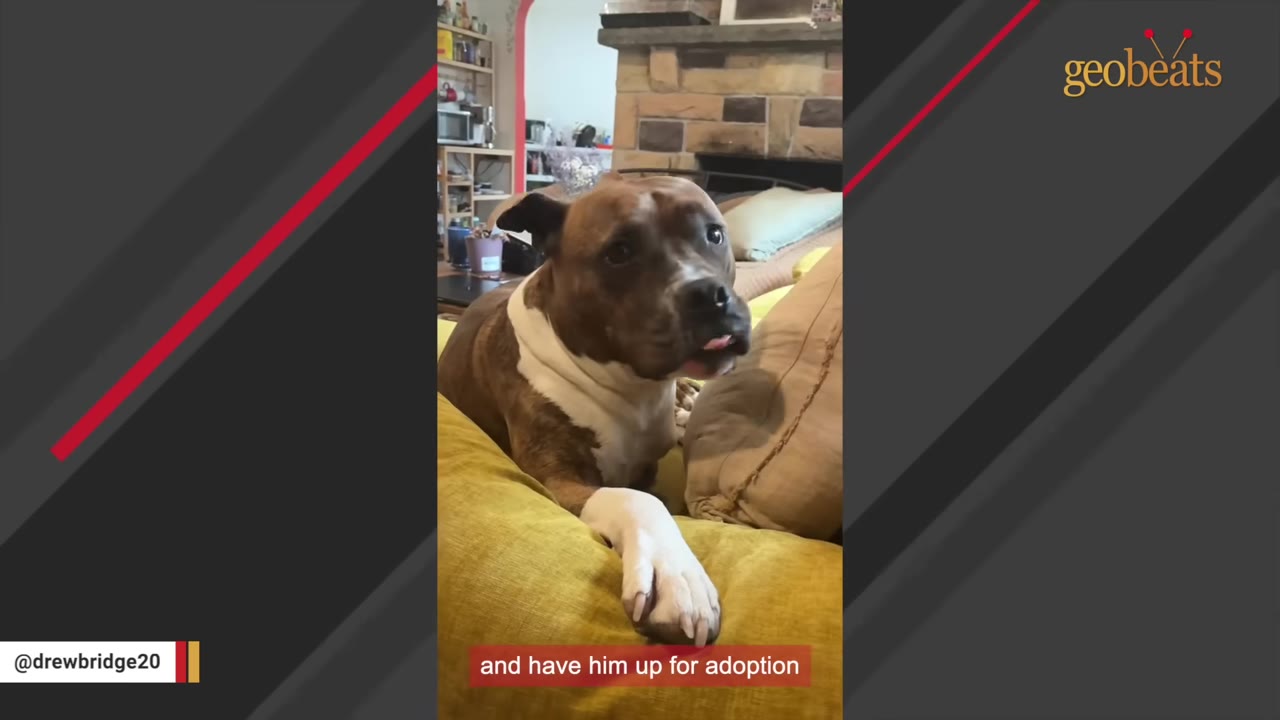A brown and white pit bull mix lies on a yellow cushion, looking up with its tongue slightly out, with a subtitle reading 'and have him up for adoption'.